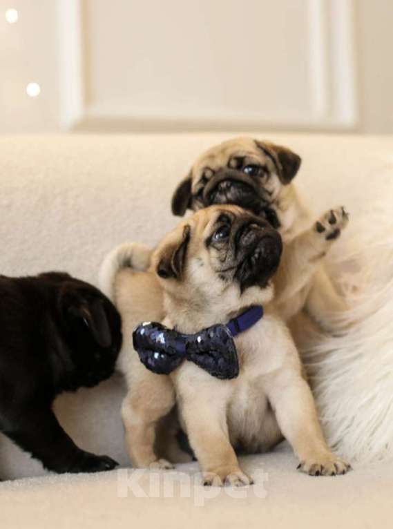 Собаки в Ростове-на-Дону: Девочки мопс Девочка, 40 000 руб. - фото 3