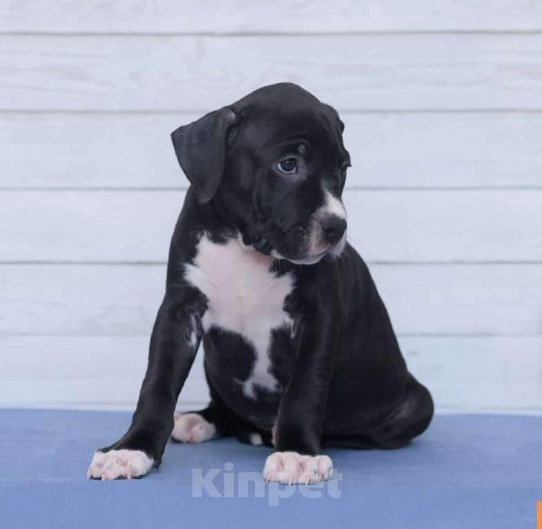 Собаки в Санкт-Петербурге: Щенок амстаффа Девочка, 50 000 руб. - фото 4