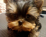 Собаки в Москве: Щенок йоркширского терьера Мальчик, 55 000 руб. - фото 1