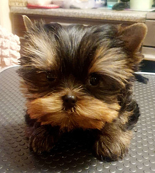 Щенок йоркширского терьера