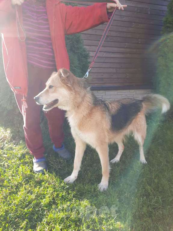 Собаки в Санкт-Петербурге: Мягкая и ласковая молодая собака Девочка, Бесплатно - фото 4