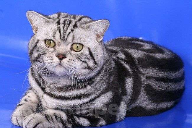 Кошки в Москве: Потерялась кошка Девочка, 1 000 руб. - фото 1