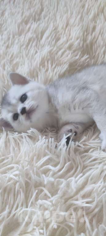 Кошки в других городах Московской области: Серебристая шиншилла скоттиш-страйт мальчик 2 Мальчик, 15 000 руб. - фото 6