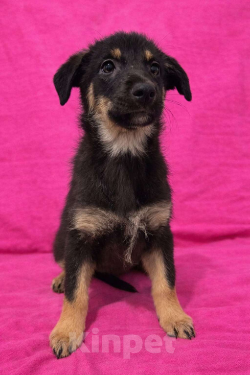 Собаки в Москве: Девочка щенок Гайка ищет дом Девочка, Бесплатно - фото 6