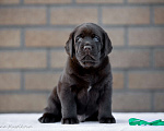 Собаки в Домодедово: Лабрадор щенок РКФ Мальчик, Бесплатно - фото 1