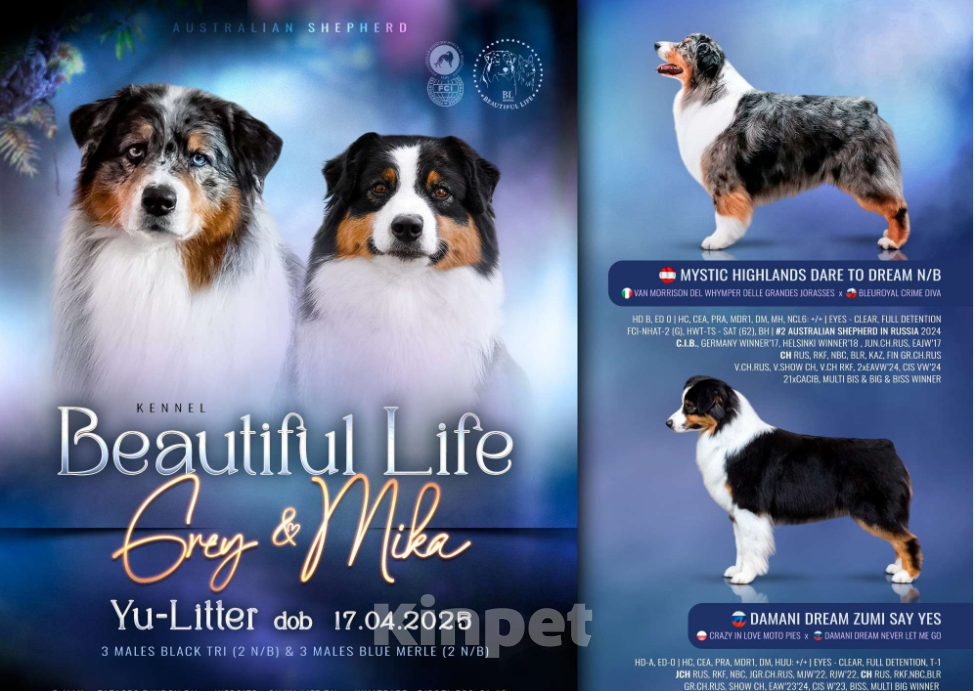 Собаки в Москве: Щенок Австралийской овчарки Мальчик, 120 000 руб. - фото 3