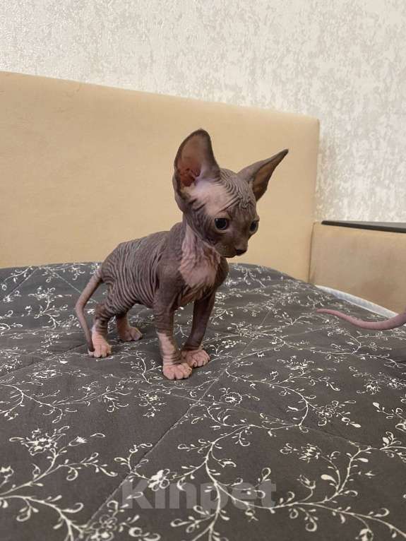 Кошки в Москве: Котята канадского сфинкса Мальчик, 25 000 руб. - фото 1