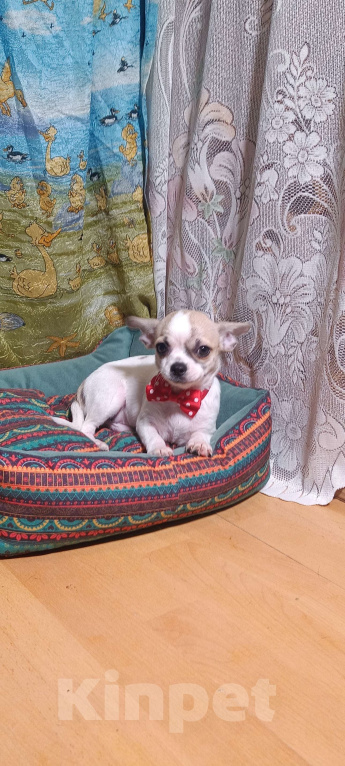 Собаки в Москве: Мальчик в горошек Мальчик, 32 000 руб. - фото 2