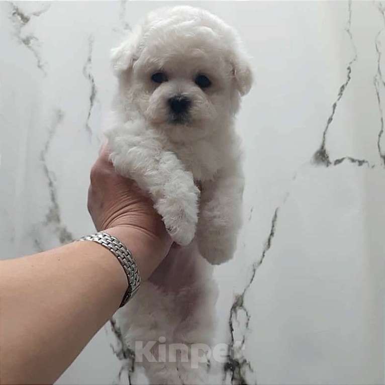 Собаки в Москве: Бишон фризе белоснежная девочка Девочка, 120 000 руб. - фото 3