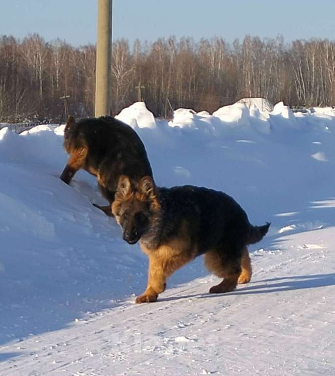 Собаки в других городах Красноярского края: щенки немецкой овчарки длинники Девочка, 45 000 руб. - фото 4