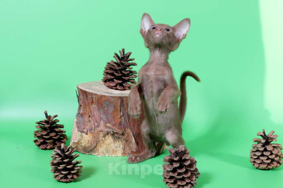 Кошки в Москве: Ориентал шоколадный на вязку Мальчик, 2 500 руб. - фото 7