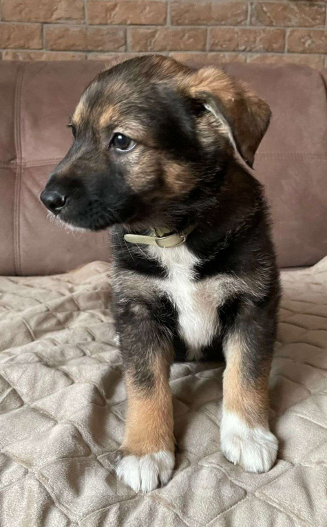 Собаки в Новосибирске: Щенок девочка в поисках дома Девочка, Бесплатно - фото 3
