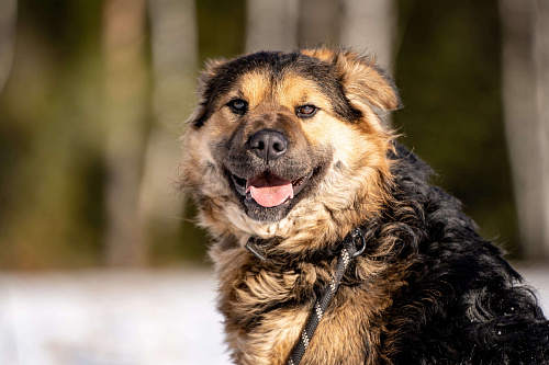 Шарпундель — невероятный пёс