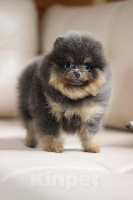 Собаки в Санкт-Петербурге: Девочка мрамор Девочка, 70 000 руб. - фото 1