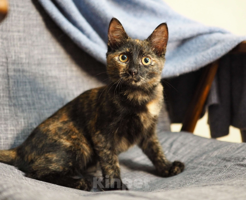 Кошки в Москве: Очень ласковый котёнок в добрые руки  Девочка, Бесплатно - фото 1