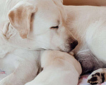 Собаки в Москве: Щенки лабрадора, мальчик и девочка, РКФ Мальчик, 40 000 руб. - фото 6