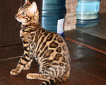 Кошки в Москве: Бенгальские котята Мальчик, 25 000 руб. - фото 1