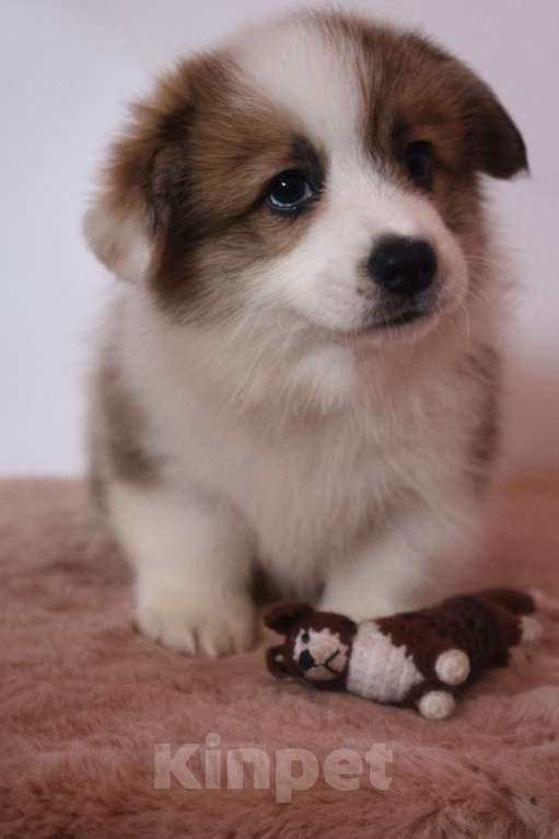 Собаки в других городах Московской области: Вельш Корги Пемброк Мальчик, 60 000 руб. - фото 2
