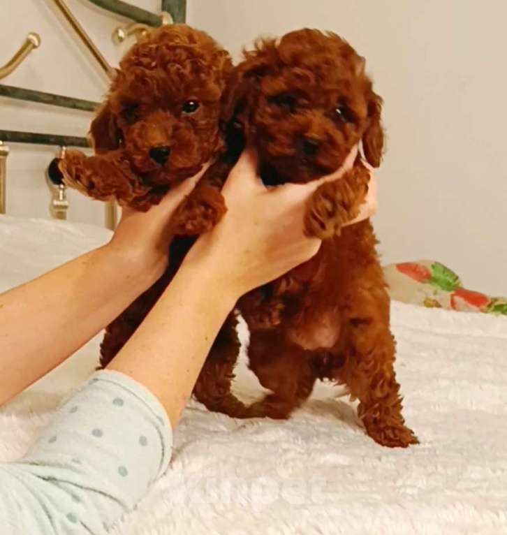 Собаки в Москве: Щенки Той пуделя Мальчик, 100 000 руб. - фото 1