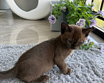 Кошки в Верхнем Пышме: Котята Европейской Бурмы Разнополые, 32 000 руб. - фото 9
