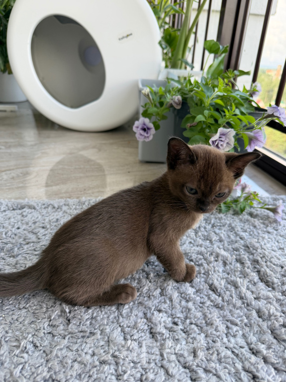 Кошки в Верхнем Пышме: Котята Европейской Бурмы Разнополые, 32 000 руб. - фото 9