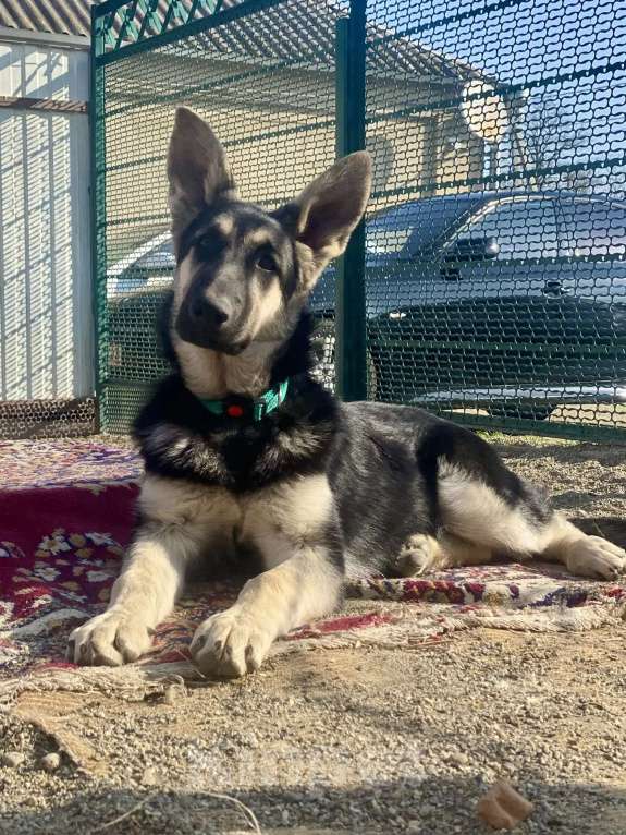 Собаки в других городах Краснодарского края: Щенки Восточноевропейской овчарки Девочка, 60 000 руб. - фото 4