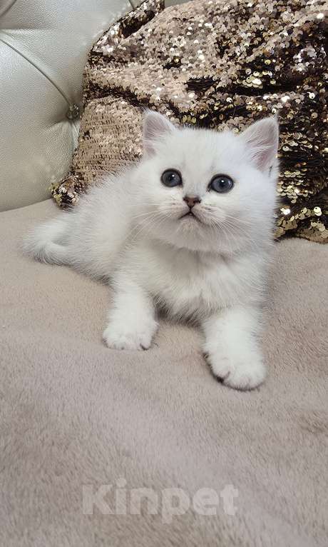 Кошки в Абакане: Предлагается котенок шотландская серебристая шиншилла (девочка) Девочка, Бесплатно - фото 5