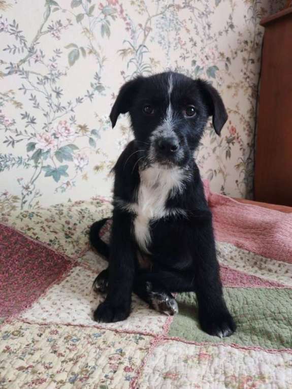 Собаки в Москве: Ищут дом чудесные щенки Арчи, Оскар и Тея. Мальчик, Бесплатно - фото 6