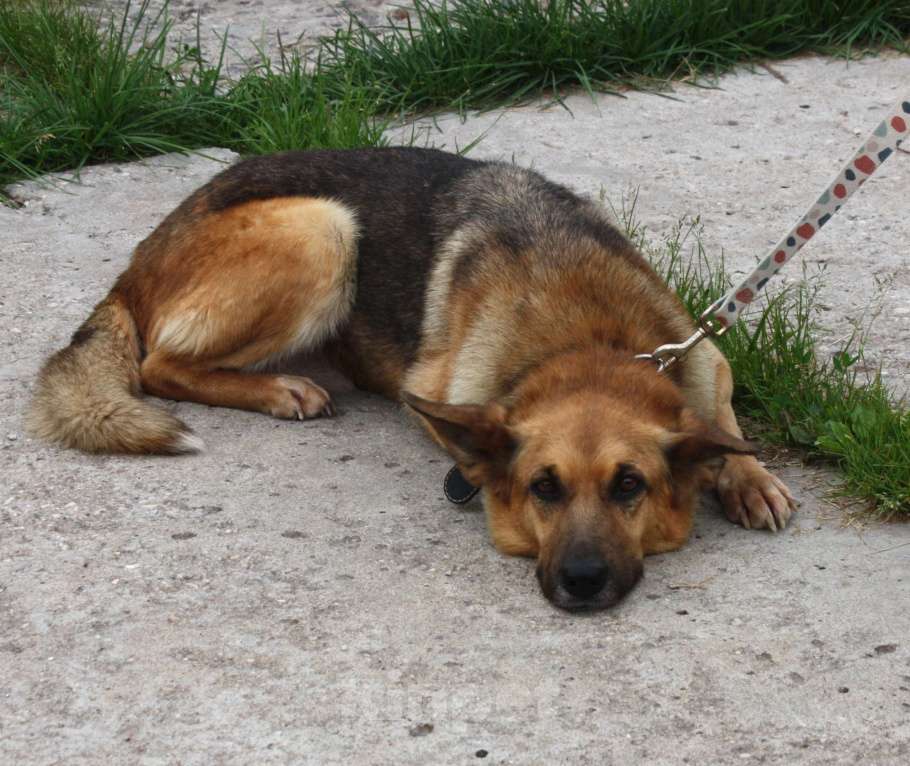 Собаки в Москве: Молодая, верная собака Герда ждет своего человека! Девочка, Бесплатно - фото 6