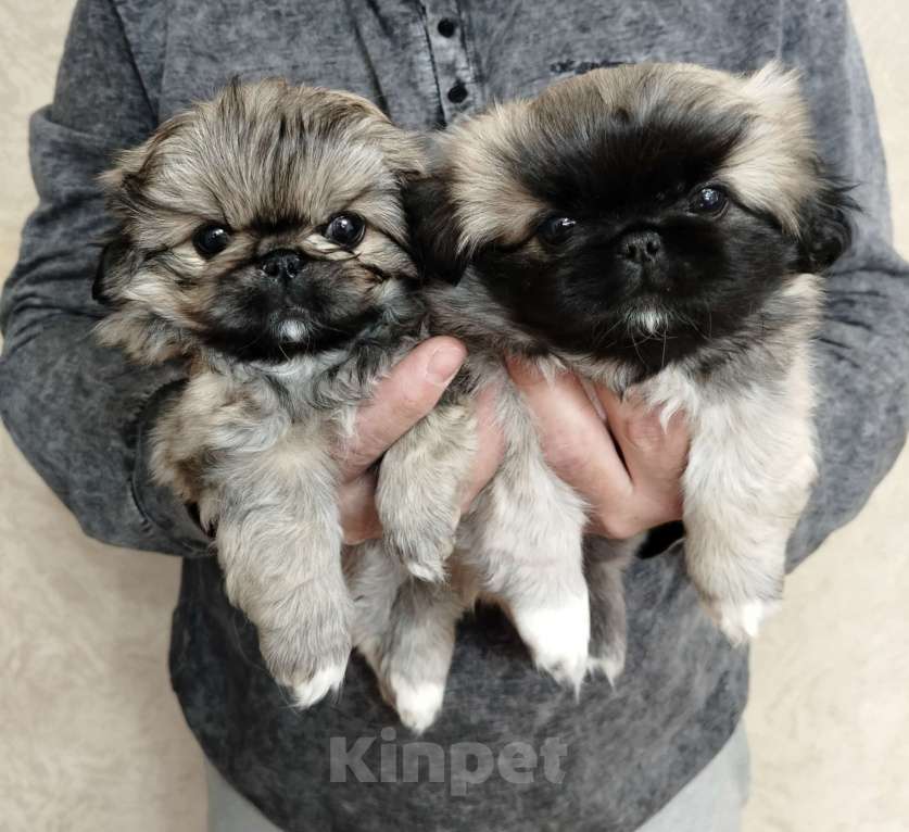 Собаки в Нижнем Новгороде: Продаю щенков пекинеса Разнополые, 20 000 руб. - фото 3