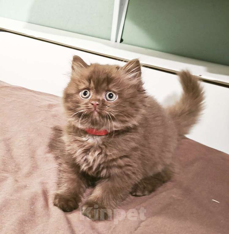 Кошки в Воронеже: Британские котята , окрас циннамон . Литер А - 3 мальчика и 3 девочки Девочка, 200 000 руб. - фото 4