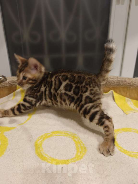 Кошки в Лыткарино: Котенок бенгальской породы 2 мес Мальчик, 16 000 руб. - фото 3