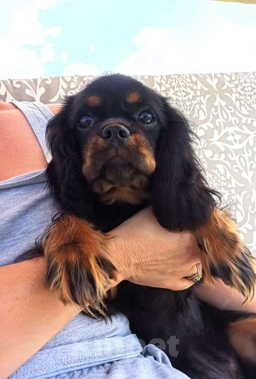 Собаки в других городах Московской области: Щенки ККЧС ОРАС ЧЕРНО-ПОДПАЛЫЙ Девочка, 100 000 руб. - фото 5