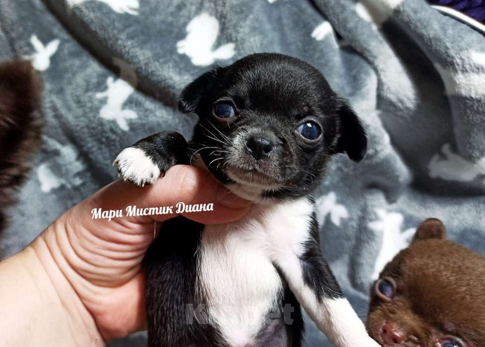 Собаки в Санкт-Петербурге: Чёрного окраса чихуахуа Диана ждёт Вас Девочка, 80 000 руб. - фото 4