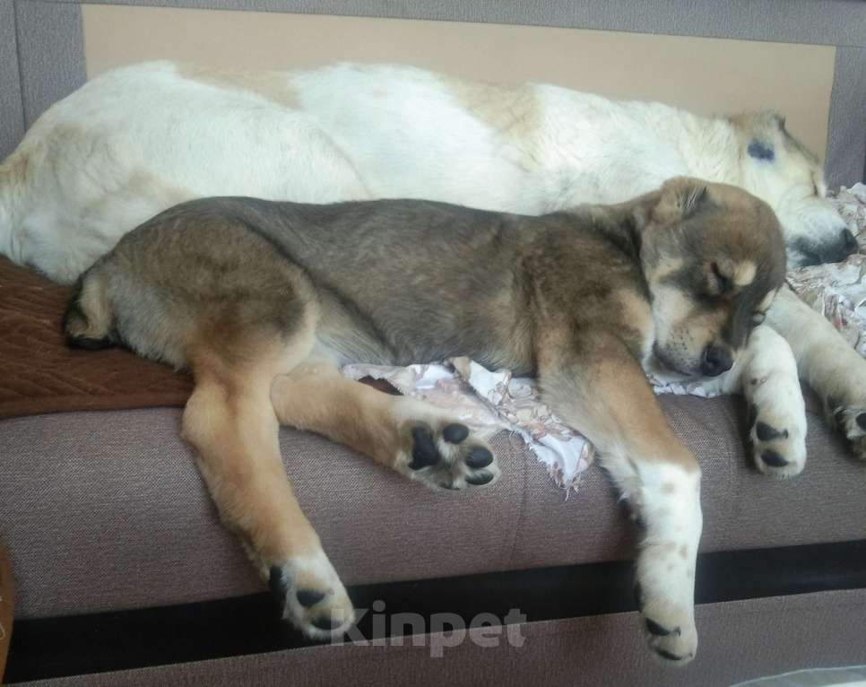 Собаки в других городах Московской области: Алабай Девочка, 50 000 руб. - фото 4