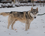 Собаки в Санкт-Петербурге: Красавец хаски Форест из приюта Мальчик, Бесплатно - фото 8