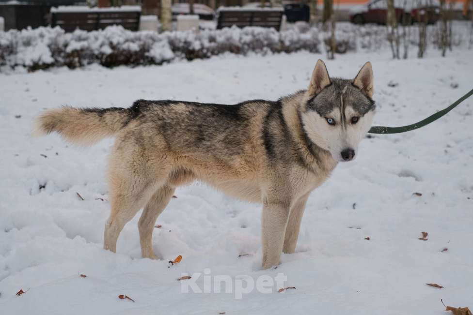 Собаки в Санкт-Петербурге: Красавец хаски Форест из приюта Мальчик, Бесплатно - фото 8