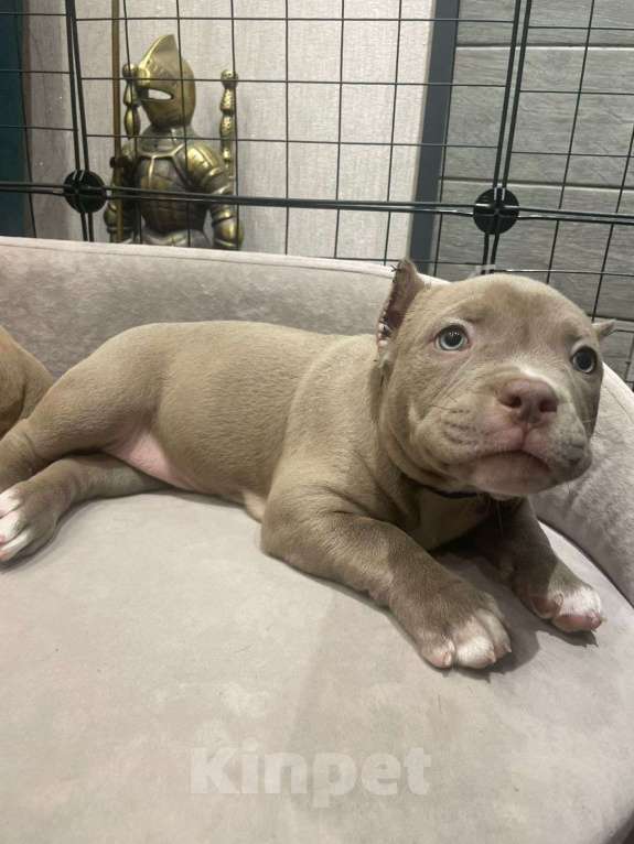 Собаки в Новосибирске: Щенки американского булли — лилак, голубые, тигровый Разнополые, Бесплатно - фото 8