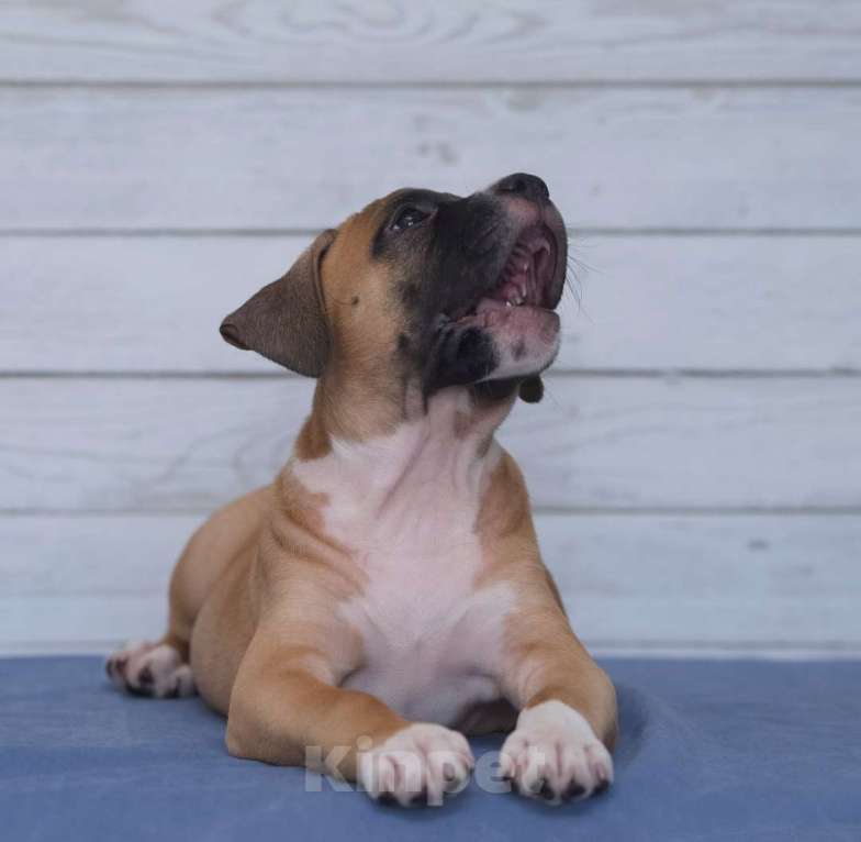 Собаки в Санкт-Петербурге: Ярко рыжая девочка амстаффа Девочка, 1 руб. - фото 4