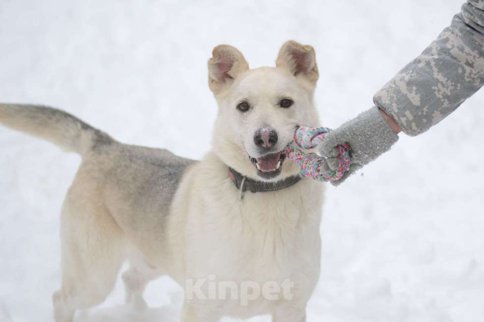 Собаки в Москве: Лунтик Мальчик, Бесплатно - фото 5