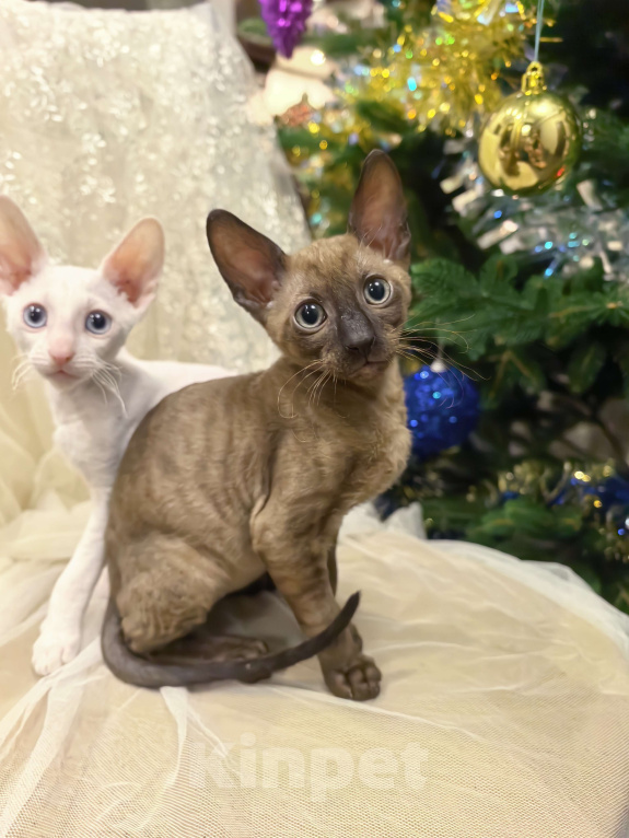 Кошки в других городах Тульской области: Жгучий шатен, разбивающий сердца Мальчик, 50 000 руб. - фото 2