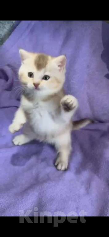 Кошки в Екатеринбурге: Шиншилла лиловое золото страйт  Мальчик, 25 000 руб. - фото 5