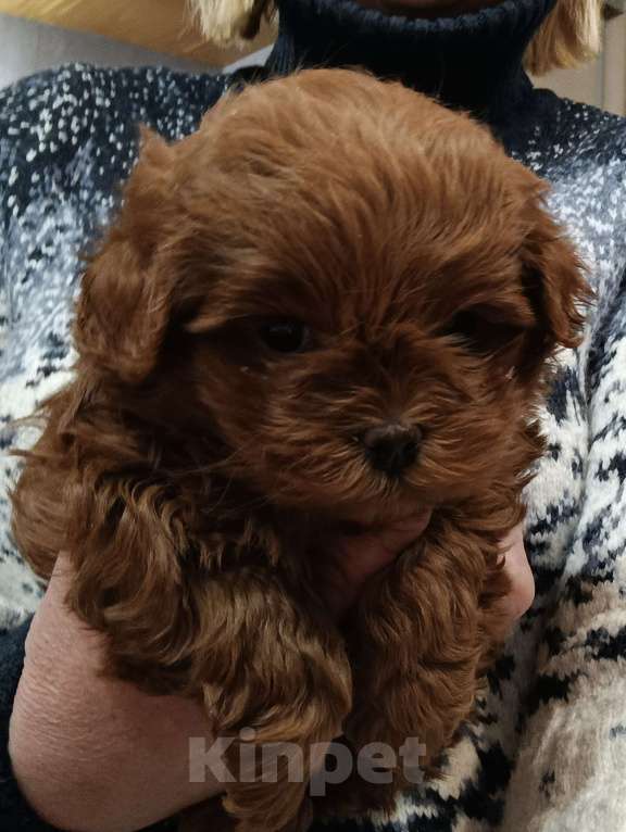 Собаки в Москве: Малыш-Супер Тедди Мальчик, 180 000 руб. - фото 1