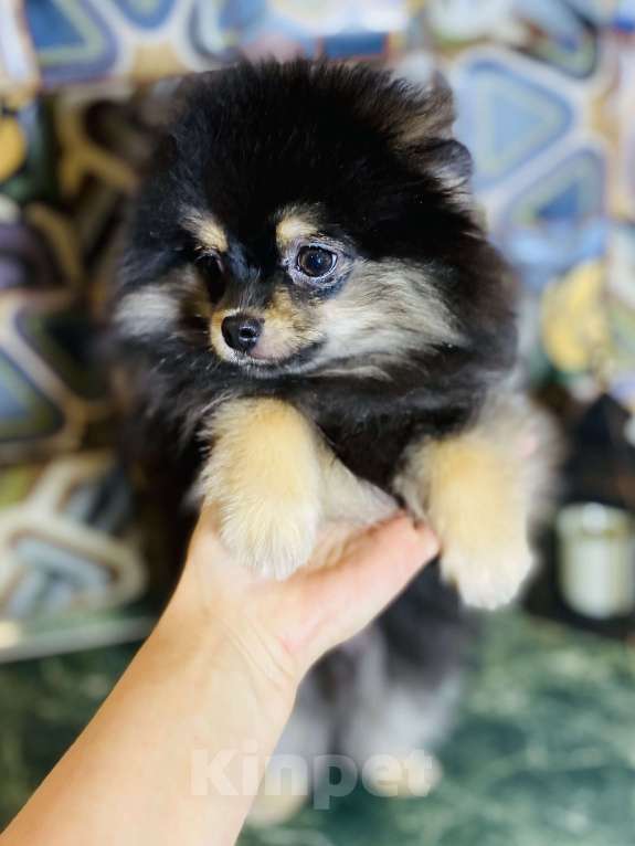Собаки в Москве: Померанский шпиц  Мальчик, 40 000 руб. - фото 7