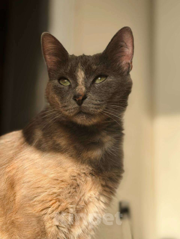 Кошки в Балашихе: Корица Девочка, Бесплатно - фото 1