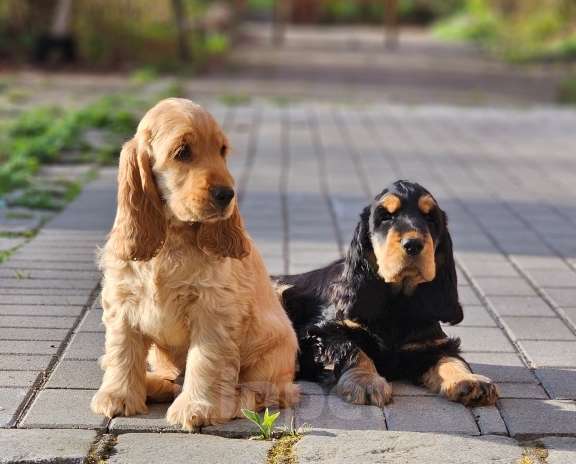 Собаки в Калининграде: Щенки английского кокер спаниеля Разнополые, 60 000 руб. - фото 3