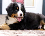 Собаки в Москве: Бернский Зенненхунд щенок Мальчик, Бесплатно - фото 2