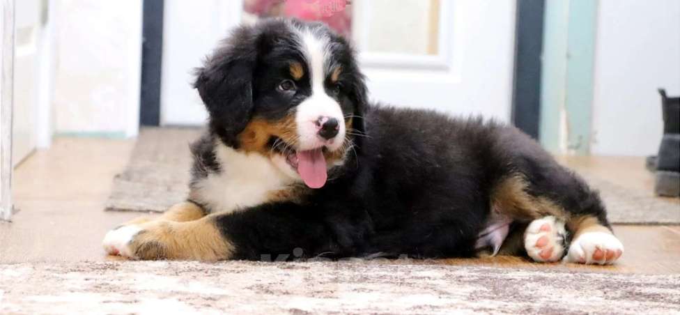 Собаки в Москве: Бернский Зенненхунд щенок Мальчик, Бесплатно - фото 2
