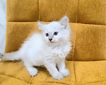 Кошки в Москве: Самая нежная малышка Рэгдолл  Девочка, 37 000 руб. - фото 9