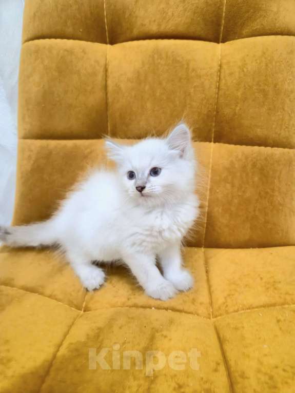 Кошки в Москве: Самая нежная малышка Рэгдолл  Девочка, 37 000 руб. - фото 9